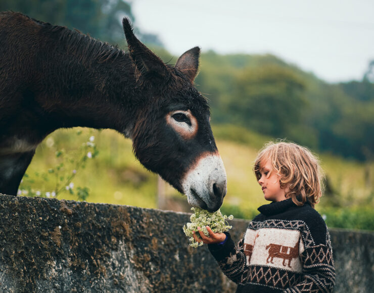 Un enfant donnant des fleurs à manger à un âne