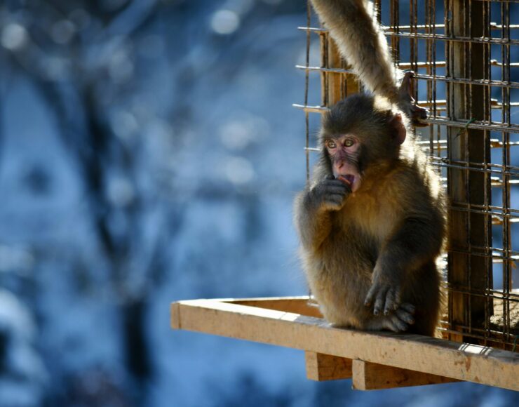 Singe dans un refuge